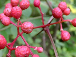 Stacheleschenrinde